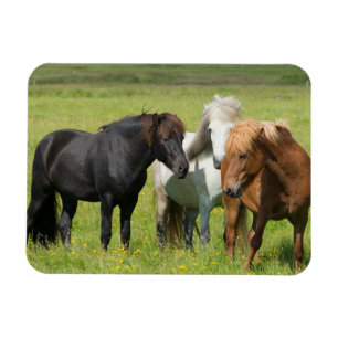 Íman Cavalos na Fazenda, Islândia do Sul