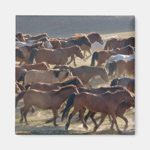 Íman Cavalos na fazenda, Mongólia Interior, China