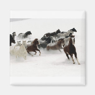 Íman Cavalos na neve