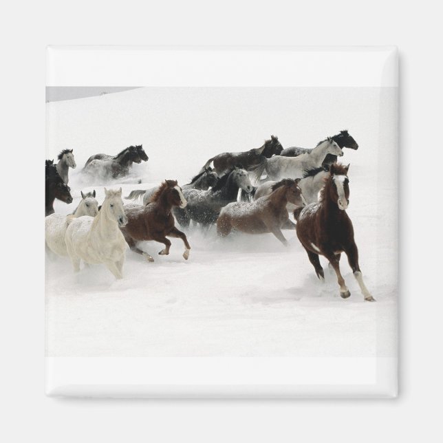 Íman Cavalos na neve (Frente)