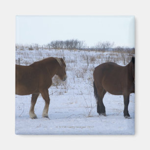 Íman Cavalos no cabo Kiritappu, prefeitura de Hokkaido,