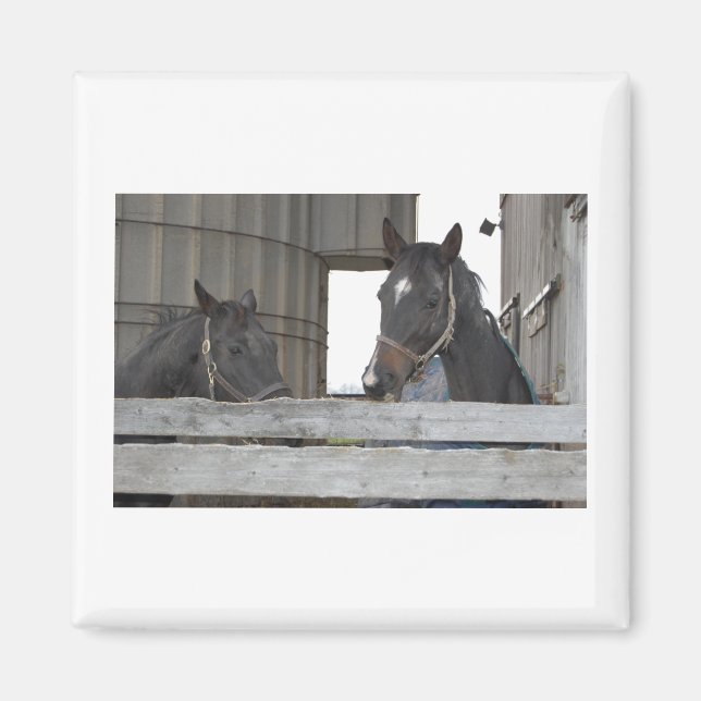 Íman Cavalos Pretos/Ranhura (Frente)