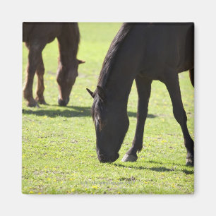 Íman Cavalos que pastam 2
