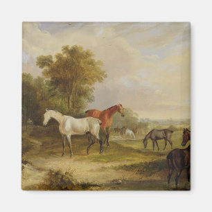 Íman Cavalos que pastam: Um garanhão cinzento que past