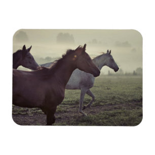 Íman Cavalos selvagens