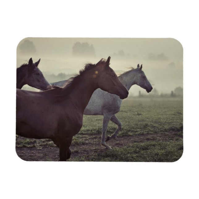 Íman Cavalos selvagens (Horizontal)