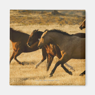 Íman Cavalos selvagens