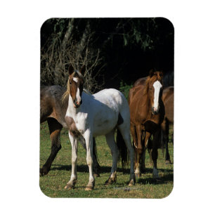 Íman Cavalos selvagens 1 do mustang