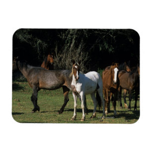Íman Cavalos selvagens 1 do mustang