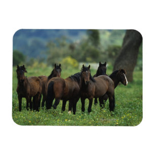 Íman Cavalos selvagens 3 do mustang