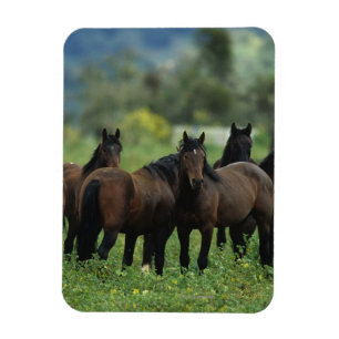 Íman Cavalos selvagens 3 do mustang