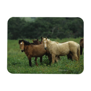 Íman Cavalos selvagens 4 do mustang