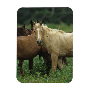 Íman Cavalos selvagens 4 do mustang