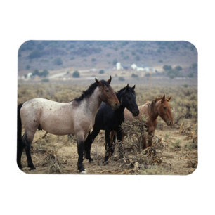 Íman Cavalos selvagens 5 do mustang