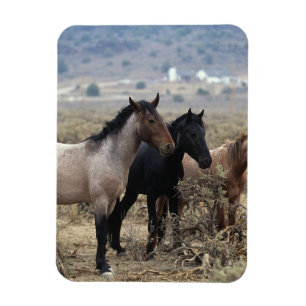 Íman Cavalos selvagens 5 do mustang