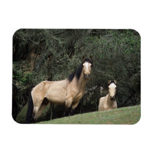 Íman Cavalos selvagens 6 do mustang