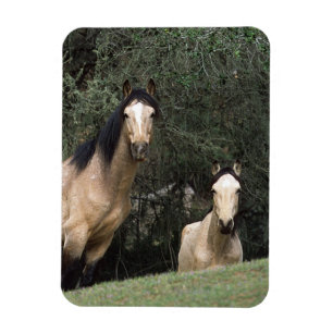 Íman Cavalos selvagens 6 do mustang