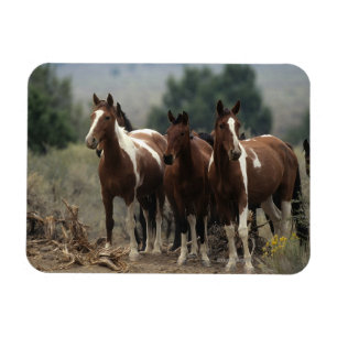 Íman Cavalos selvagens 7 do mustang