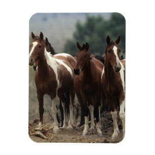Íman Cavalos selvagens 7 do mustang