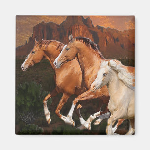 Íman cavalos selvagens do Arizona