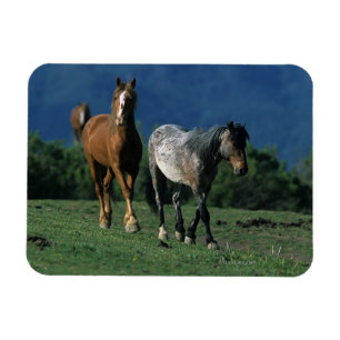 Íman Cavalos selvagens do mustang