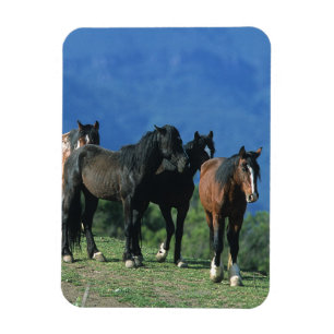 Íman Cavalos selvagens do mustang nas montanhas