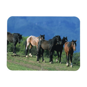 Íman Cavalos selvagens do mustang nas montanhas