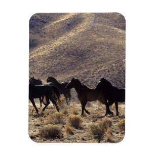 Íman Cavalos selvagens do mustang no deserto 1