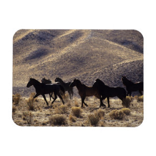 Íman Cavalos selvagens do mustang no deserto 1