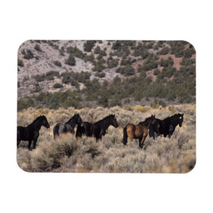 Íman Cavalos selvagens do mustang no deserto 2