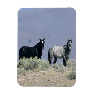Íman Cavalos selvagens do mustang no deserto 3