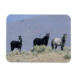 Íman Cavalos selvagens do mustang no deserto 3