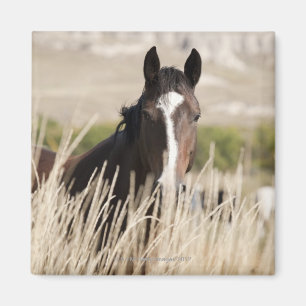 Íman Cavalos selvagens em South Dakota