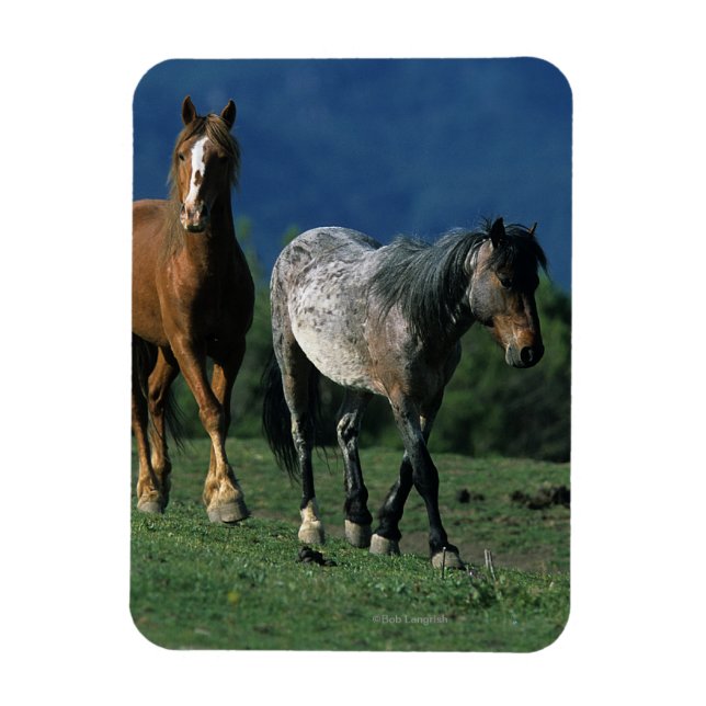 Íman Cavalos Selvagens Mustang (Vertical)