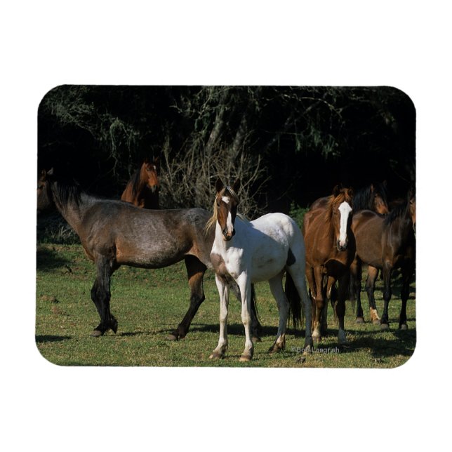 Íman Cavalos Selvagens Mustang 1 (Horizontal)