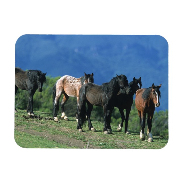 Íman Cavalos Selvagens Mustang nas Montanhas (Horizontal)