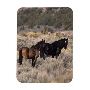 Íman Cavalos Selvagens Mustang no Deserto 2