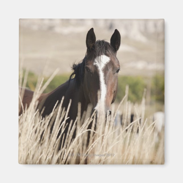 Íman Cavalos selvagens na Dakota do Sul (Frente)