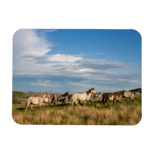 Íman Cavalos Selvagens no Parque Nacional Theodore Roos