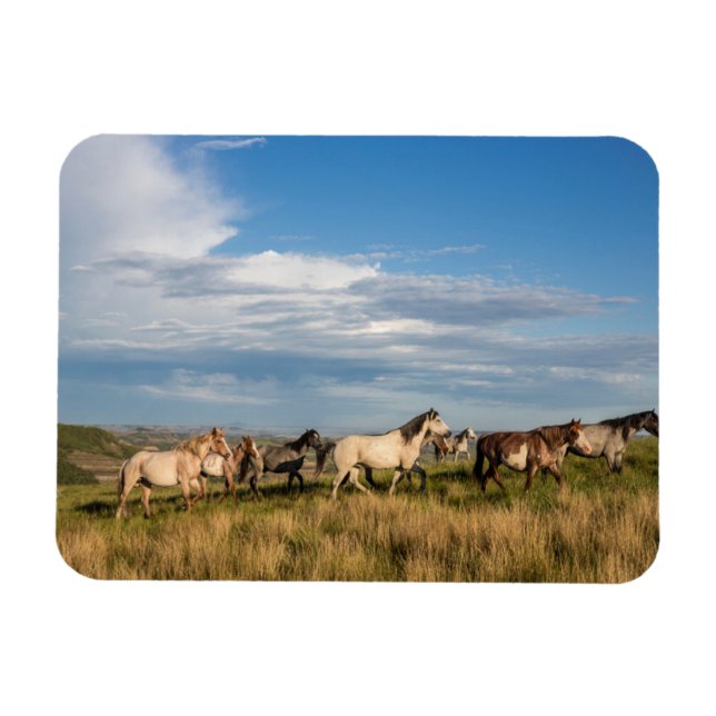 Íman Cavalos Selvagens no Parque Nacional Theodore Roos (Horizontal)