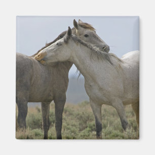 Íman Cavalos Selvagens Nuzzling