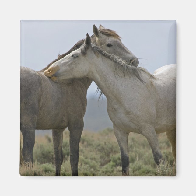 Íman Cavalos Selvagens Nuzzling (Frente)