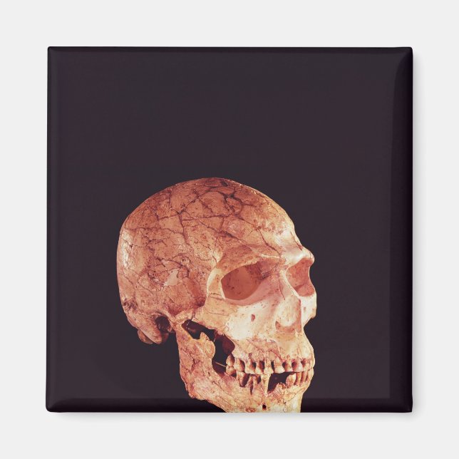 Íman Caveira Neandertal, descoberta no Monte Carmel (Frente)