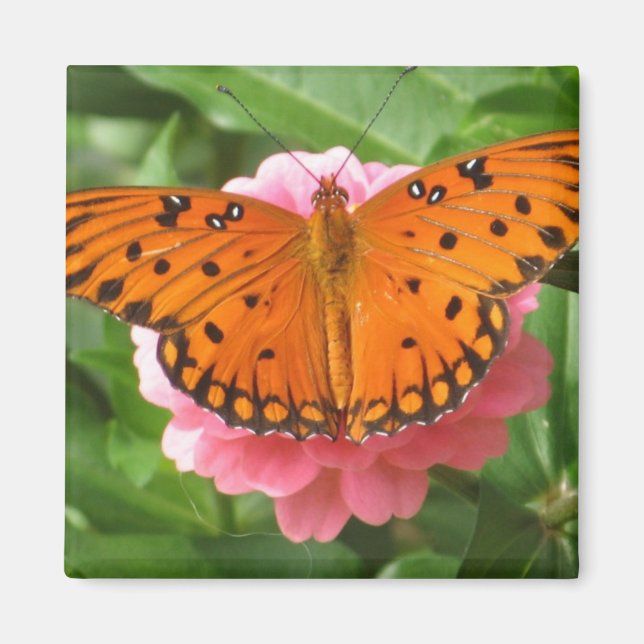 Íman CC- Magneta (Frente)