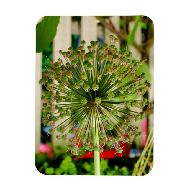 Íman Cebola Ornamental (Vertical)