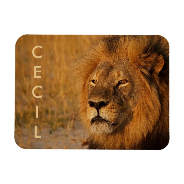 Íman Cecil o Leão da África (Horizontal)