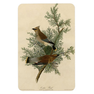 Íman Cedar Bird, Cedar Waxwing Audubon Birds da América
