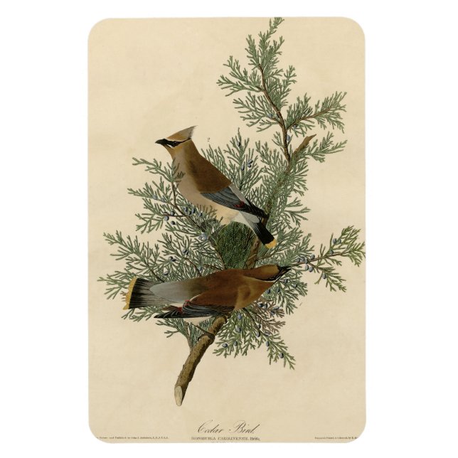 Íman Cedar Bird, Cedar Waxwing Audubon Birds da América (Vertical)