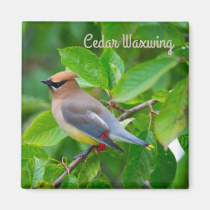 Íman Cedar Waxwing