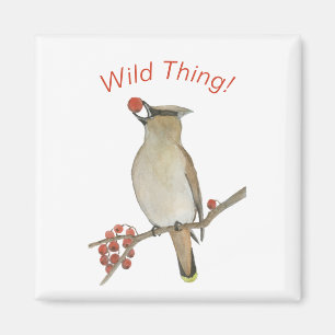 Íman Cedar Waxwing